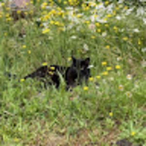 Meet your Posher, Addison